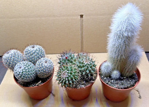 Cactus plant 5cm - cactus, x3