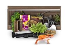 Swell Reptiles Leopard Gecko