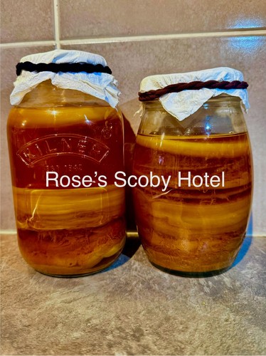 Big organic kombucha - big,
