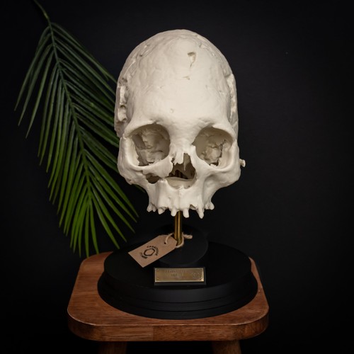 Peruvian elongated human - human, skull