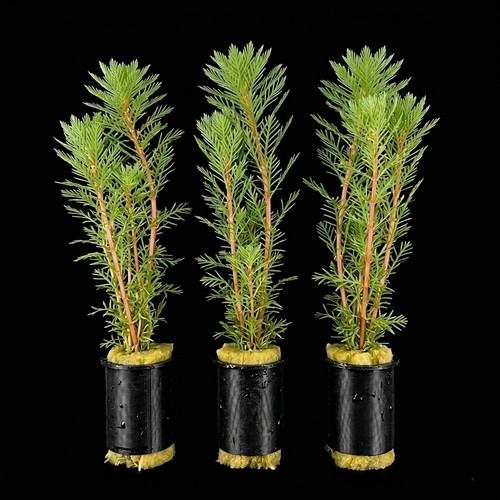 Pond oxygenating plants - pond,