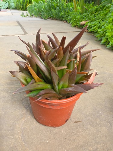Aloe black gem - potted, up