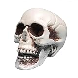 Realistic Halloween Skull Prop, Life-Size Plastic Human Skeleton Head, Human Skull Model FakeHead, Head Bone Model HumanSkeleton Statue Decoration for Indoor, Outdoor, Haunted House (White-8cm)