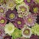 Helleborus 'Double Queen Mixed' Plug Plants x 6