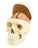 QWORK® 3 Part Human Skull Model and 8-Part Brain Model with Numbers, 1:1 Life Size Anatomy Model for Medical Teaching Learning