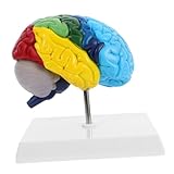Abaodam 1:1 Scale Human Brain Model for Anatomy Learning Anatomical Neuroscience Teaching Display Color-coded Brain Functions