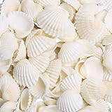 SKOOLOVE 80 PCS Sea Shells 2-3 CM White Small Seashells for Crafting, Crafts DIY Painting Beaching Wedding Decoration, Beach Natural Shells Bulk(210g)