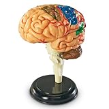 Learning Resources (UK Direct Account) LER3335 Anatomy for Kids, Human Body Brain, Educational Model, Ages 8+, Multicoloured