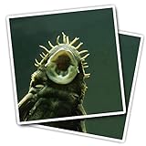 Vinyl Square Stickers (Set of 2) 10cm - Bristlenose Catfish Pleco Fish for Laptops, Tablets, Luggage, Scrap Booking, Fridges #52685