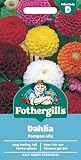 Fothergill's Dahlia Pompon Mixed Flower Seeds, 50 Seeds, Sow: Feb-Apr