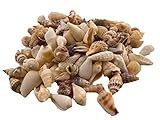 Sea shells large | 500 grams bag (over 30 pieces) | Beach shells | Seashells | Natural crafts