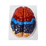 QWORK® Life-Size Anatomical Brain Model, Color-Coded Human Regional Brain Model 2 Parts
