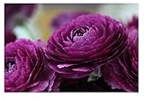 Oliwier's Bulbs 10 x Ranunculus Asiaticus Purple Beautiful Spring Summer Flowering Bulbs Persian Buttercup Cut Flowers Hardy Garden Perennial Ready To Plant Corms Size 5/6