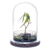 NCYP Glass Cloche Dome with Air Hole and Base, 15 x 15 x 21 cm Clear Terrarium Planter for Small Cactus, Succulents, Venus Flytrap, Tabletop Decoration (Glass Dome Only)