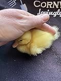 6 Fertile DUCK hatching eggs - large breed