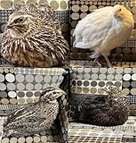 Fresh Coturnix Quail Hatching Eggs, Mixed Colours, Pack of 12 with Extras, High Fertility Rate