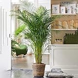 Areca Palm Large Indoor House Plant Real Tropical Exotic Evergreen Tall Plants (50-60cm incl. Pot)