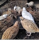 Fresh Coturnix Quail Hatching Eggs, Mixed Colours, Pack of 6, High Fertility Rate