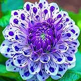 Dahlia Bulbs,Dahlia Tubers,Dahlia Tubers UK(Plant Bulbs,Wedding Flowers,Ornamental Flowers,Hardy Perennial,Garden Flowers)-2bulbs-d