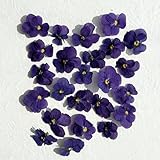 Edible Flowers - Freeze Dried Purple Violas – 20 Heads - UK Product – Certified Food Grade (526)