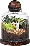 Yangbaga Terrarium Glass Jar with Lid for Plants - Grow Your Own Large Glass Terrarium or Ecosystem Decor (Plants Not Included)