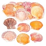 Baker Ross AV168 Mini Scallop Craft Shells (Pack of 250 g) Bag of Seashells For Kids Arts and Crafts,Assorted,3.5 - 7.5 cm