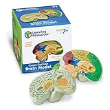 Learning Resources Cross-section Brain Model - 2 Pieces, Ages 7 Plus Brain Anatomy Model, Brain Functions Model, Human Anatomy for Kids, Foam Brain Model, Back to School Supplies