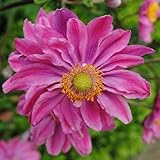 Anemone Japanese Hupehensis 'Prinz Heinrich' Perennial XXL Supersize Plug Plants Pack x3