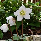 Carbeth Plants Helleborus Niger Bare Root - Classic White Christmas Rose Hellebore Perennial - Evergreen Compact Winter Flowering Shrub (1, Niger)