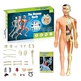 Human Body Skeleton Model Kits, 29 Piece Anatomy Figure, Glow in The Dark Bones Interactive Science Kit, STEM Educational Toys for Boys and Girls, Halloween Physiology Gifts for Kids Ages 6+ (B)