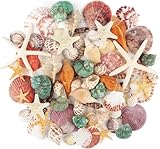 Mixed Ocean Sea Shells with Natural Starfish +70Pcs (3–9CM) – Assorted Beach Seashells for Vase Fillers, DIY Crafts, Wedding & Home Decorations, Fish Tank & Beach-Themed Party Decor