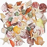 Sea Shells Mixed Beach Seashells 9 Kinds of 3-9 CM Natural Seashells and 2 Kinds of Starfish for Beach Theme Party DIY Crafts Vase Fillers Home Wedding Decorations FishTank Supplies