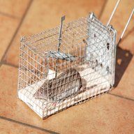 rat trap cage for sale
