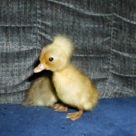 call duck hatching eggs for sale
