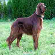 red setter for sale