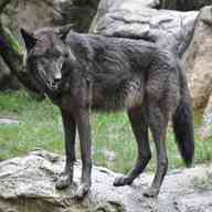 timberwolf for sale