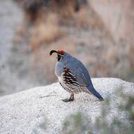gambel quail for sale