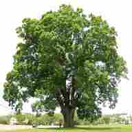 oak tree for sale