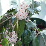 hoya carnosa plant for sale