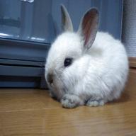 dwarf rabbits for sale