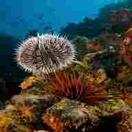sea urchin for sale