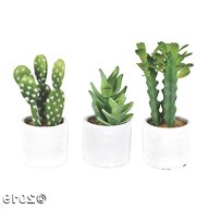 cactus plants for sale