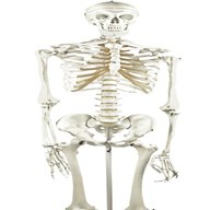 human skeleton model for sale