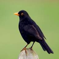 blackbird for sale
