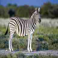 zebra for sale