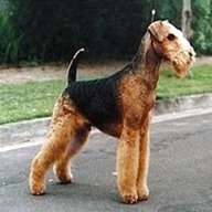 airedale terrier for sale