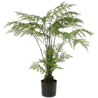 potted fern for sale