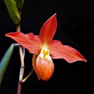 phragmipedium orchid for sale