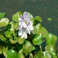 water hyacinth for sale