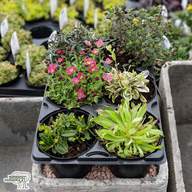 alpine plants for sale